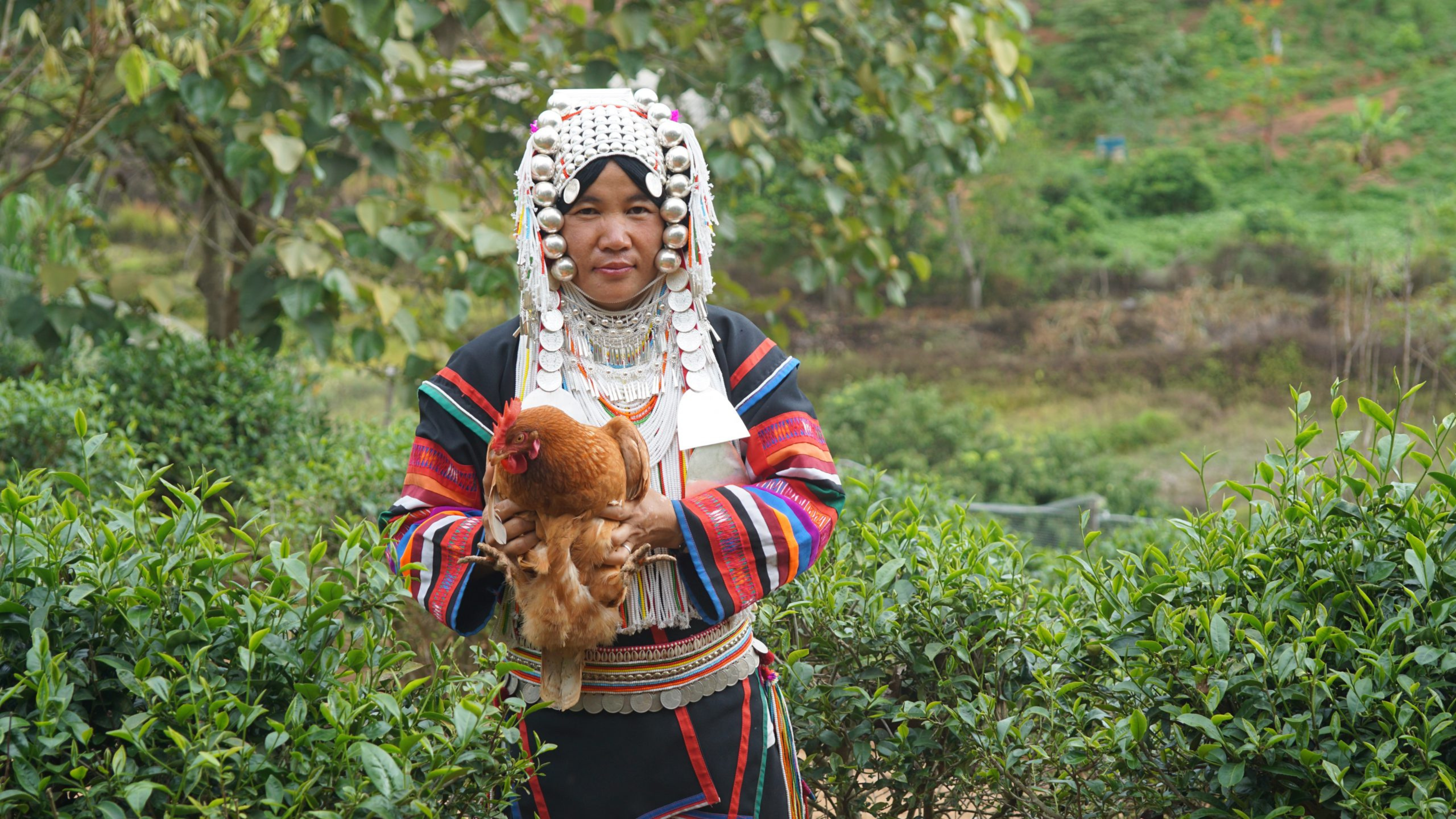 A woman in hilltribe traditional costume holding a chicken